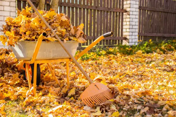 Leaf Removal