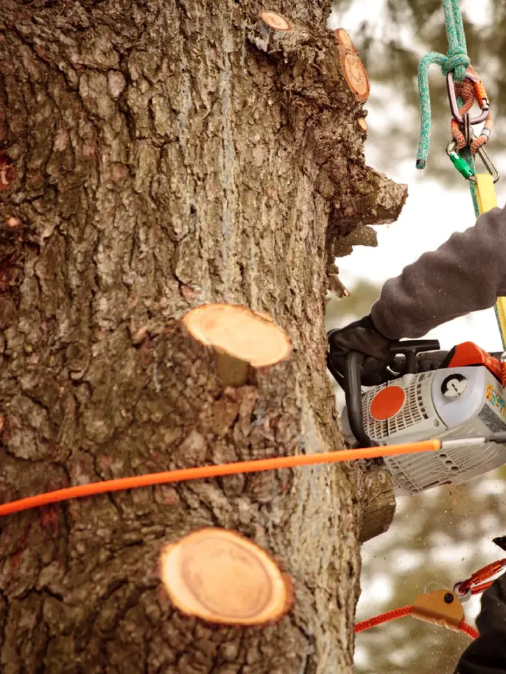 Professional Local Tree Service
