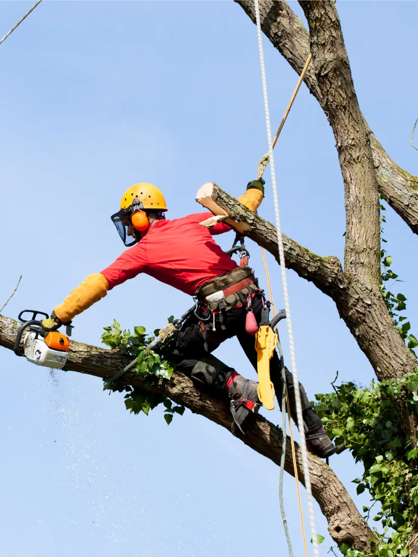 Reliable Local Tree Service