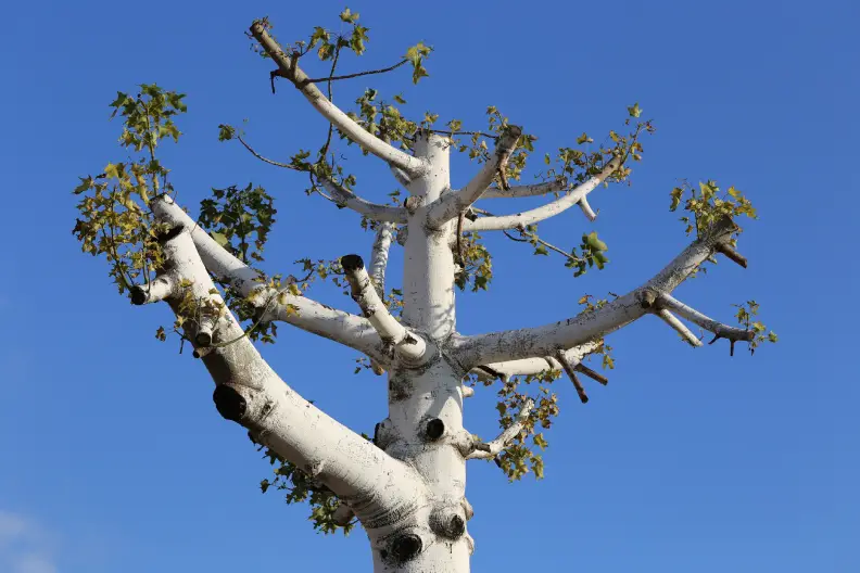 Tree Expert in Greensboro, NC