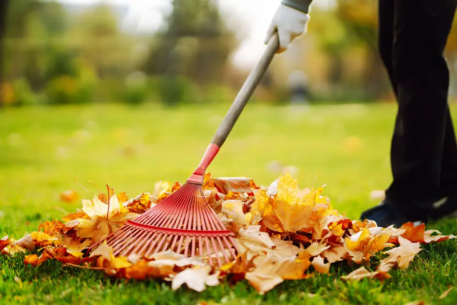Common Mistakes To Avoid During Diy Leaf Removal in Greensboro, NC