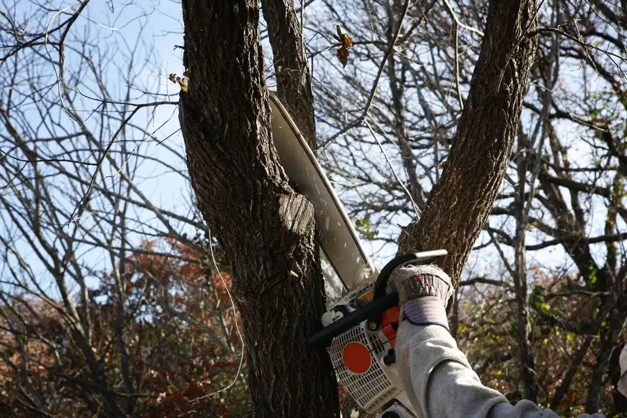 Common Risks Of Delaying Tree Removal On Your Property Greensboro, NC