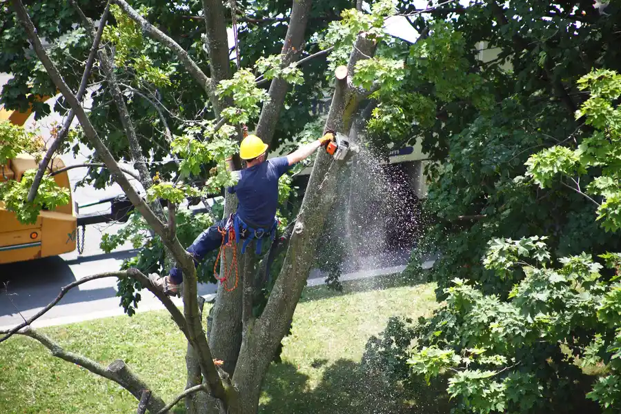 Common Risks Of Delaying Tree Removal On Your Property in Greensboro, NC