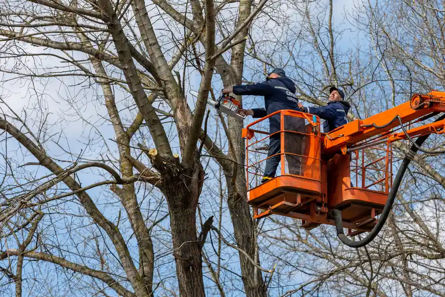 Excellent Tree Removal Greensboro, NC Excellent Tree Removal Greensboro, NC