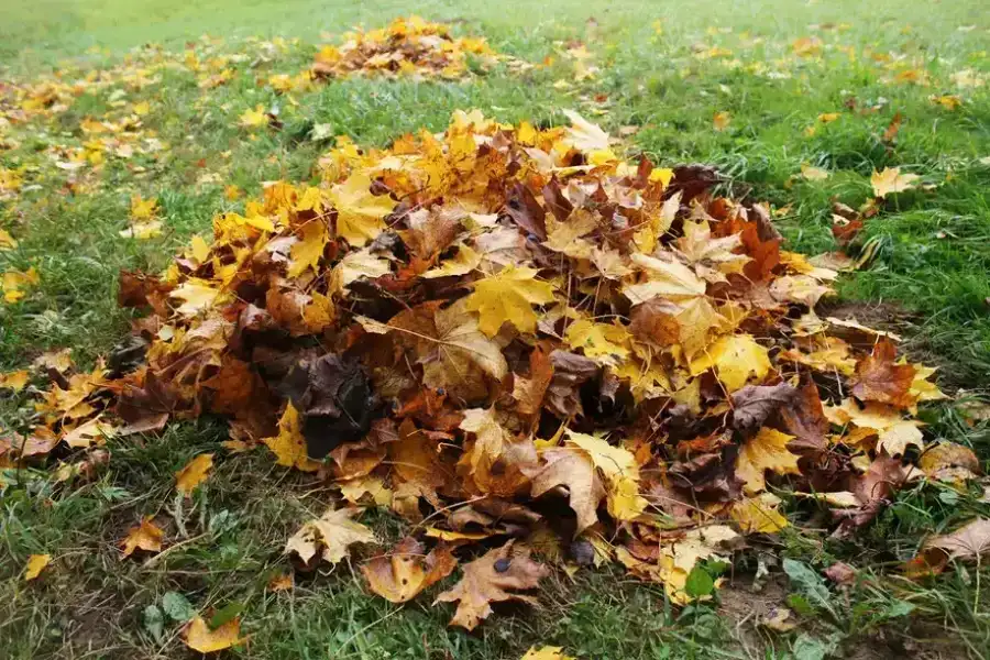How Leaf Removal Affects The Long-term Health Of Trees Greensboro, NC