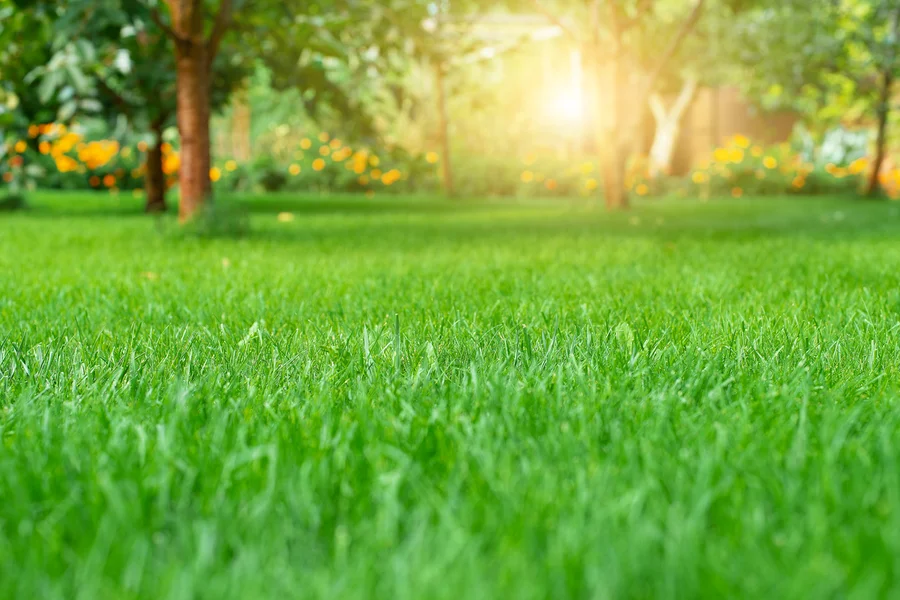 How To Choose The Right Tree Service For Your Lawn Care Needs Greensboro, NC