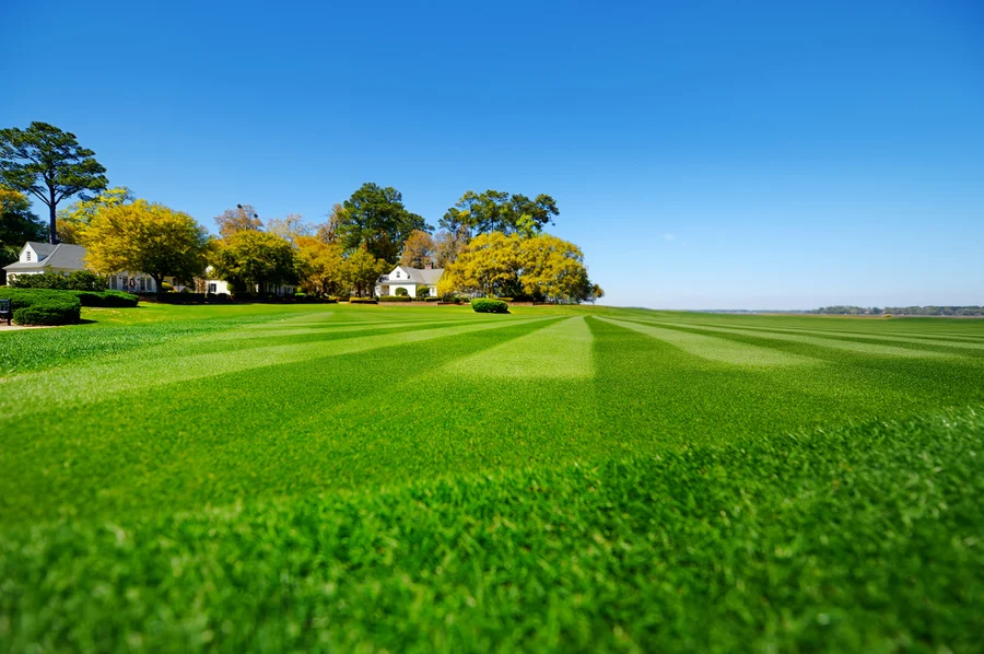 How To Choose The Right Tree Service For Your Lawn Care Needs in Greensboro, NC