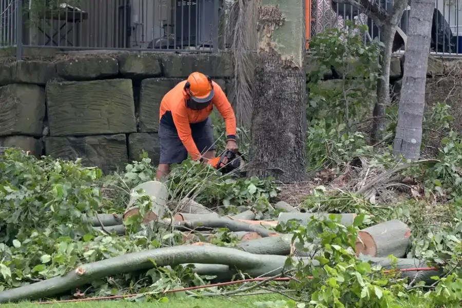 Premium Tree Removal Greensboro, NC Premium Tree Removal Greensboro, NC