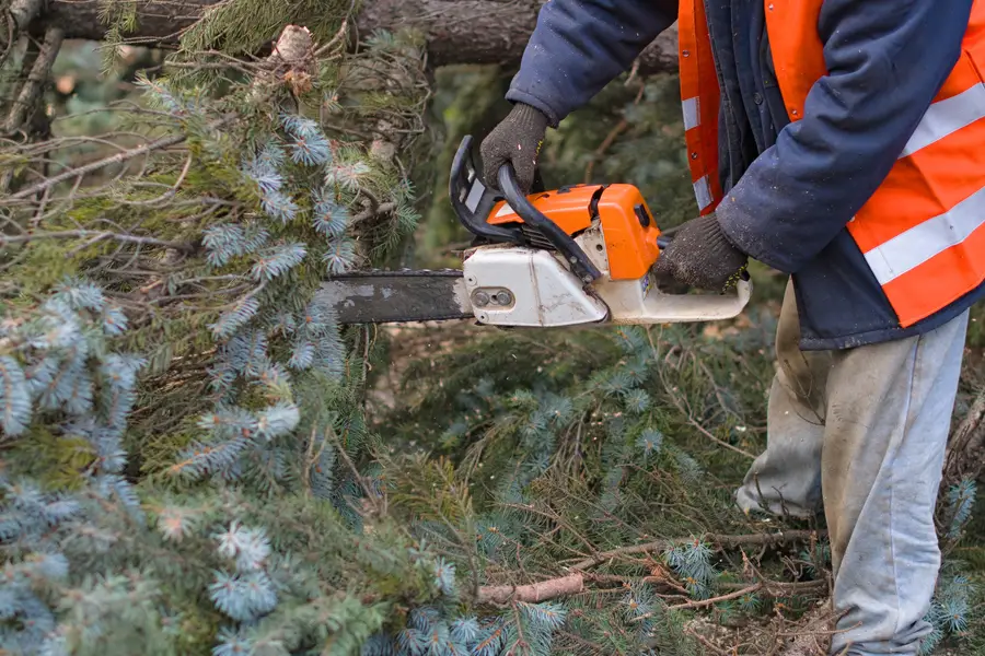 Reliable Tree Removal Greensboro, NC Reliable Tree Removal Greensboro, NC