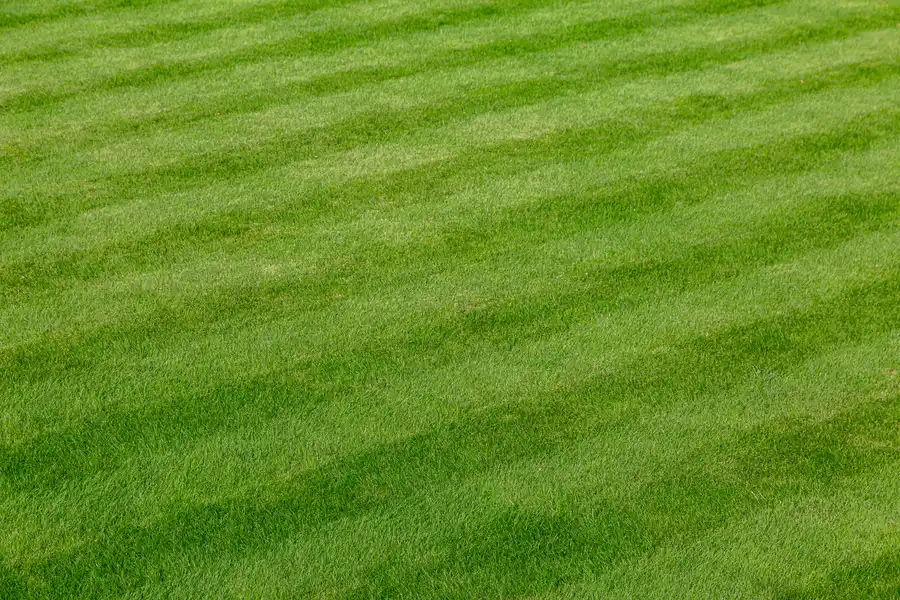 Why Trees Need Seasonal Care For Long-term Lawn Success Greensboro, NC